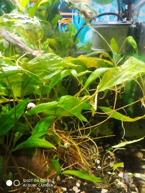 Cryptocoryne affinis - Kryptokoryna červená