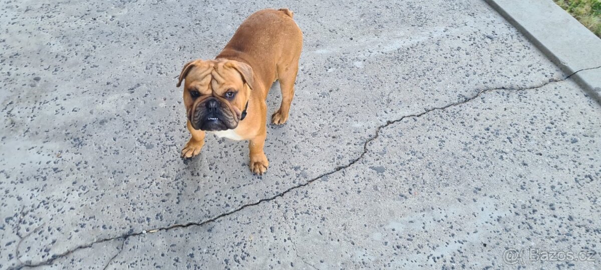 Anglicky Buldog