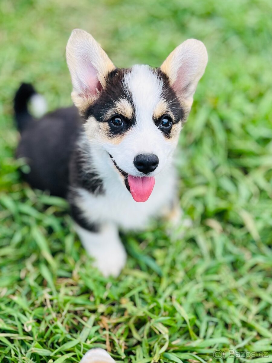 Welsh corgi pembroke s PP (FCI)