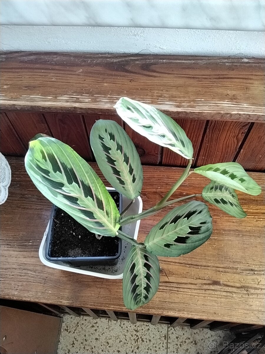 Kytka maranta