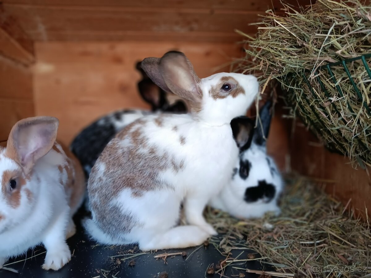 Králík