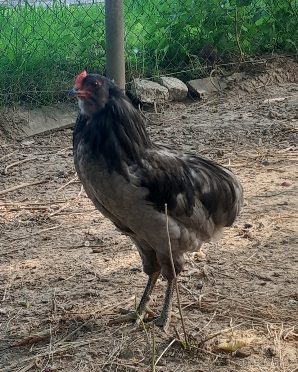 Araukana