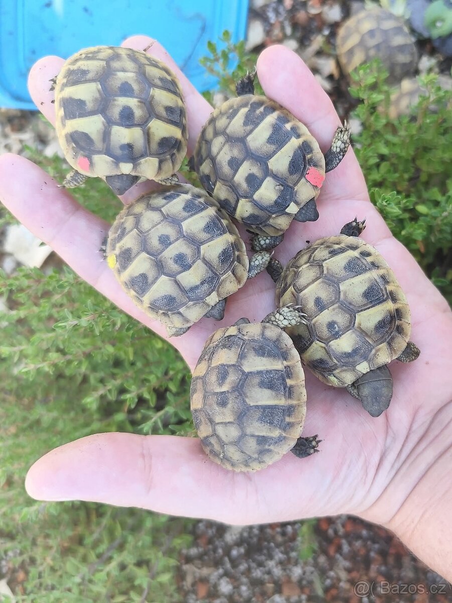 Želva zelenavá (testudo hermanni boettgeri)