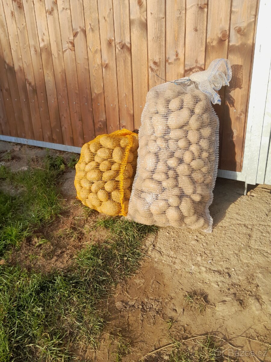 Prodám kvalitní brambory na uskladnění
