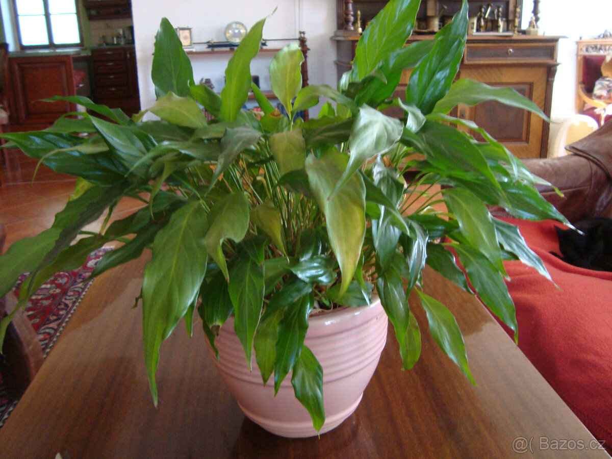 Pokojové rostliny LOPATKOVEC