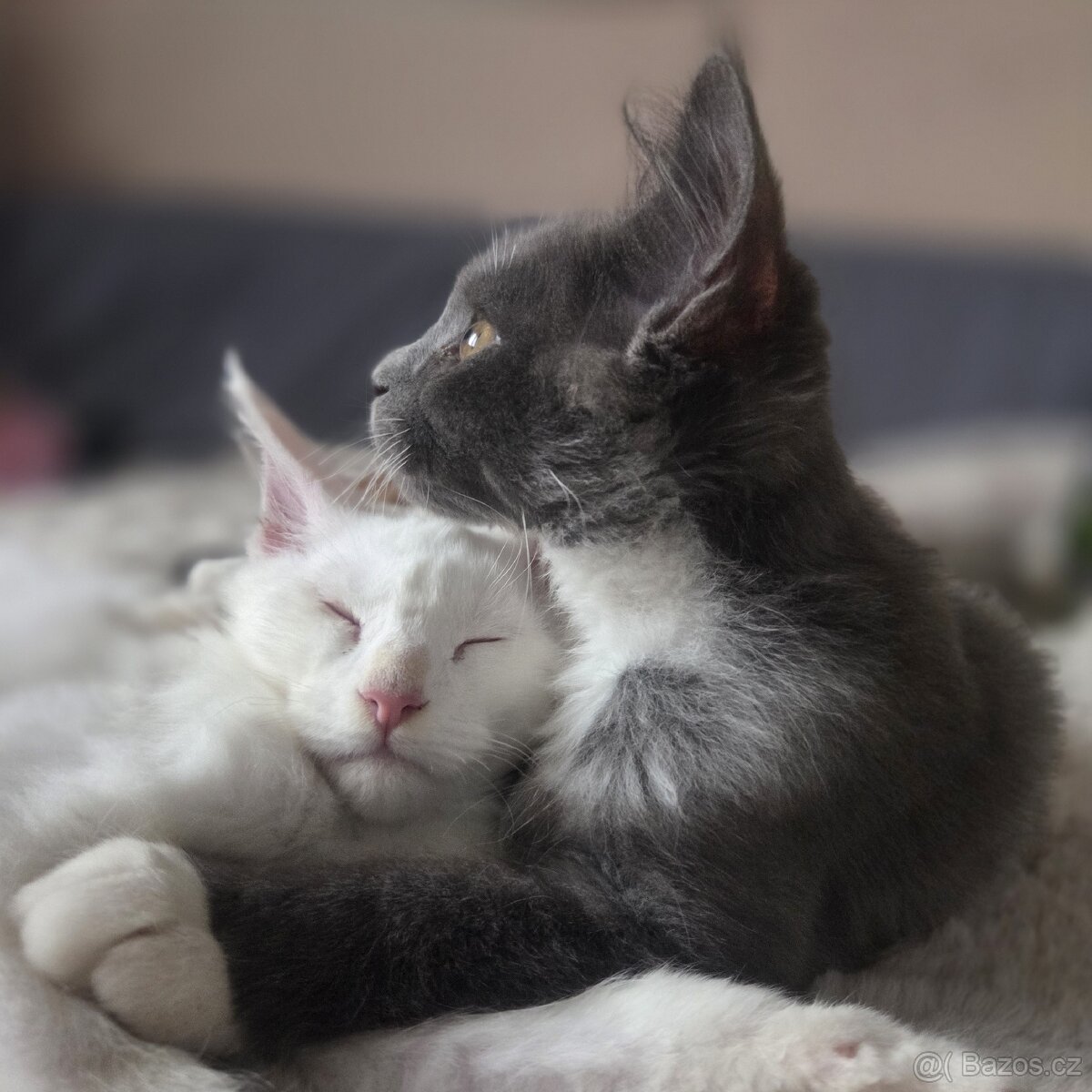 Mainská mývalí kočka