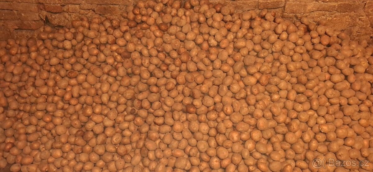 Prodám sadbové brambory