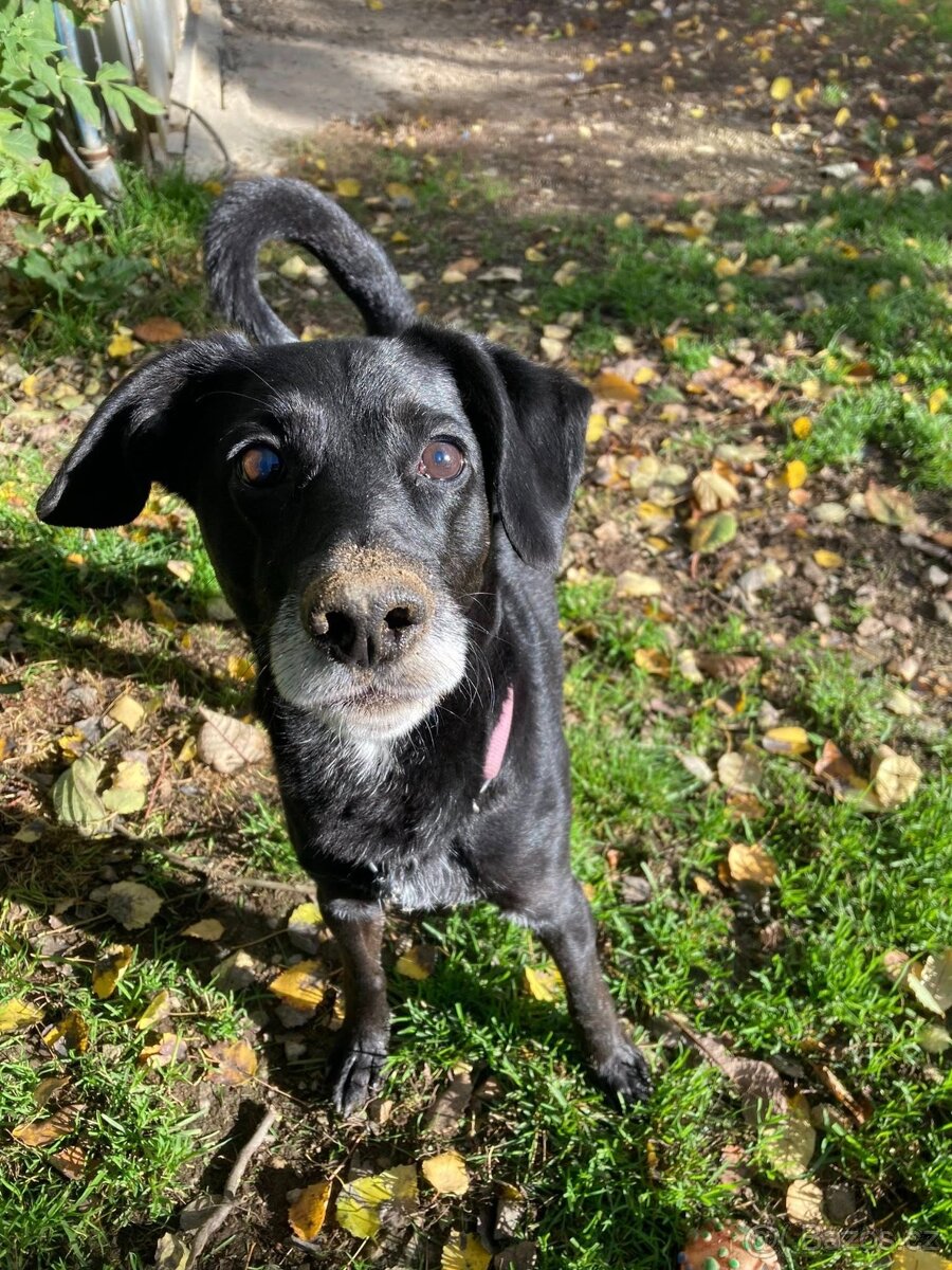 Bobík, kříženec hledá domov