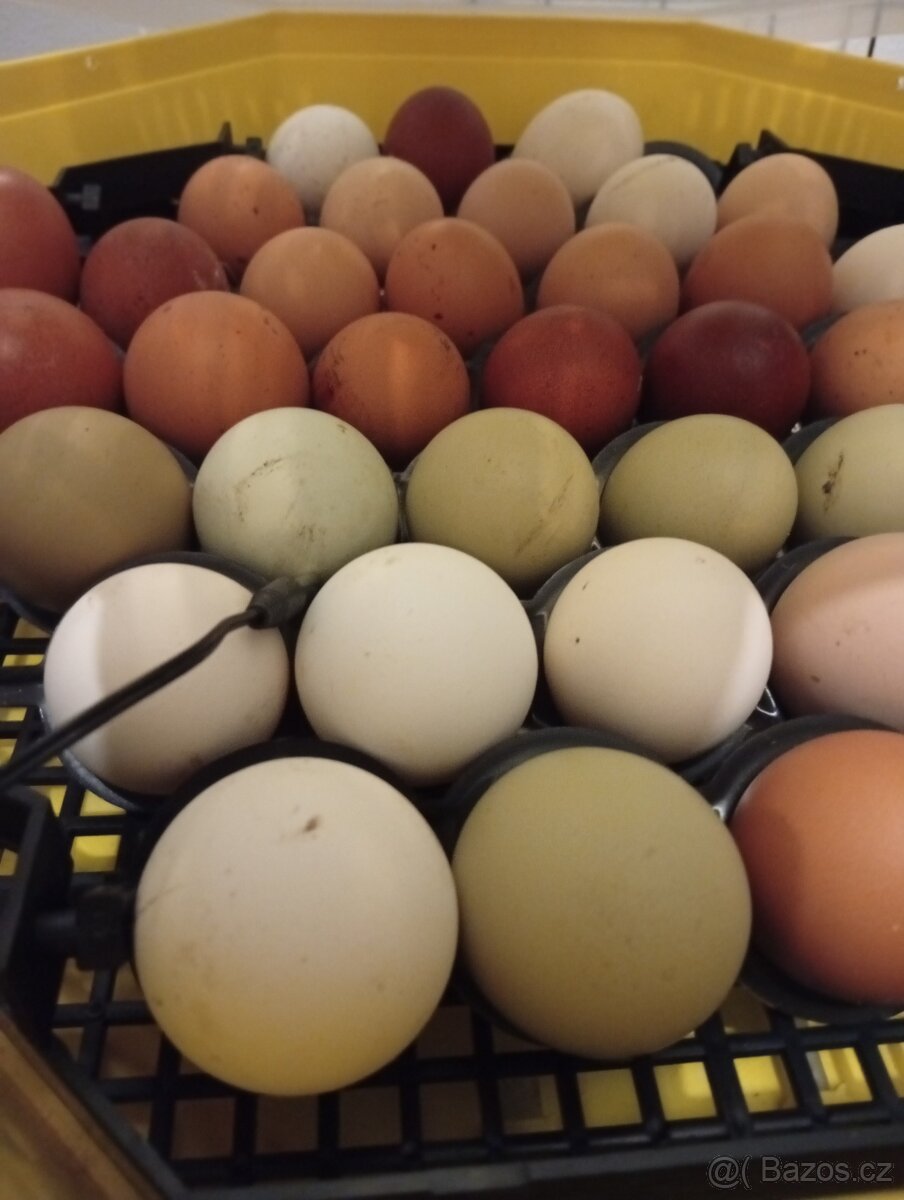 Nabízíme násadová vajíčka.