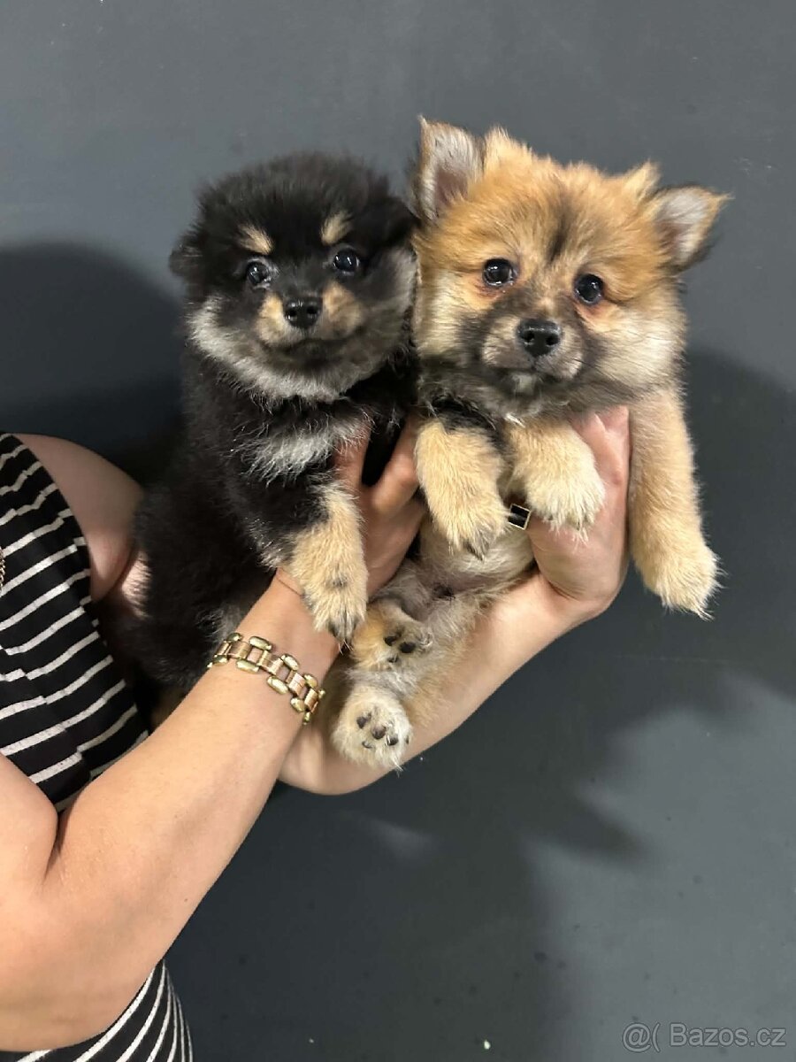 Pomeranian, Pomerian