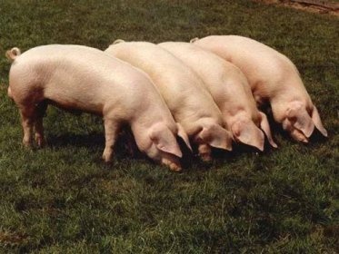 Prodam MASNÁ, rychle rostoucí selata 13-40 kg
