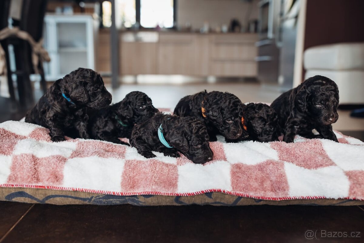 Pudl velký(královský )hnědý