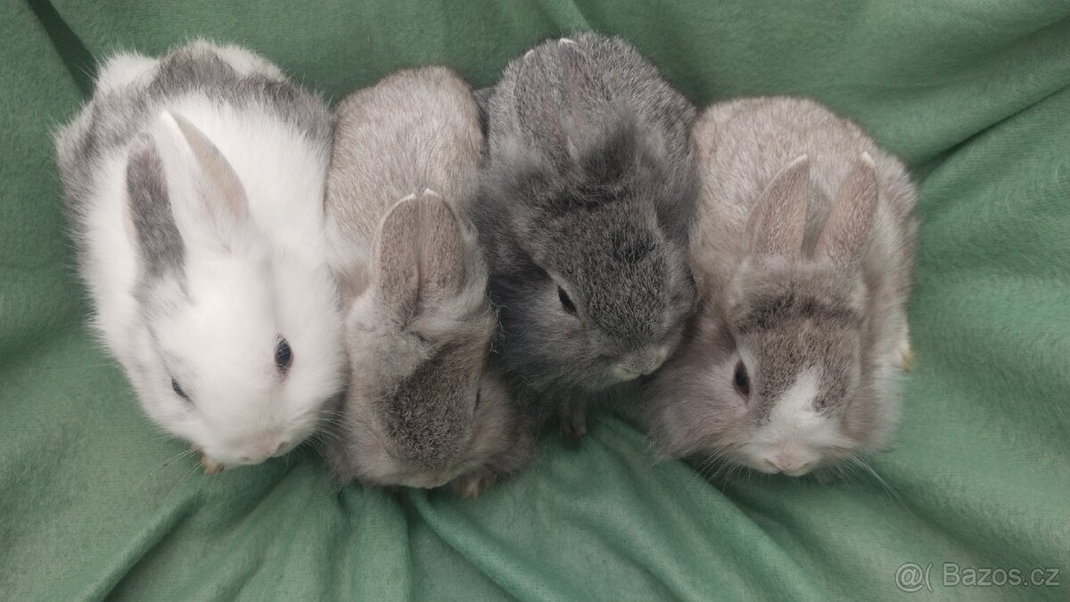 Zakrslý lvíček, králíček teddy