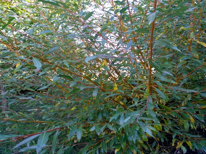 Živé vrbové stavby