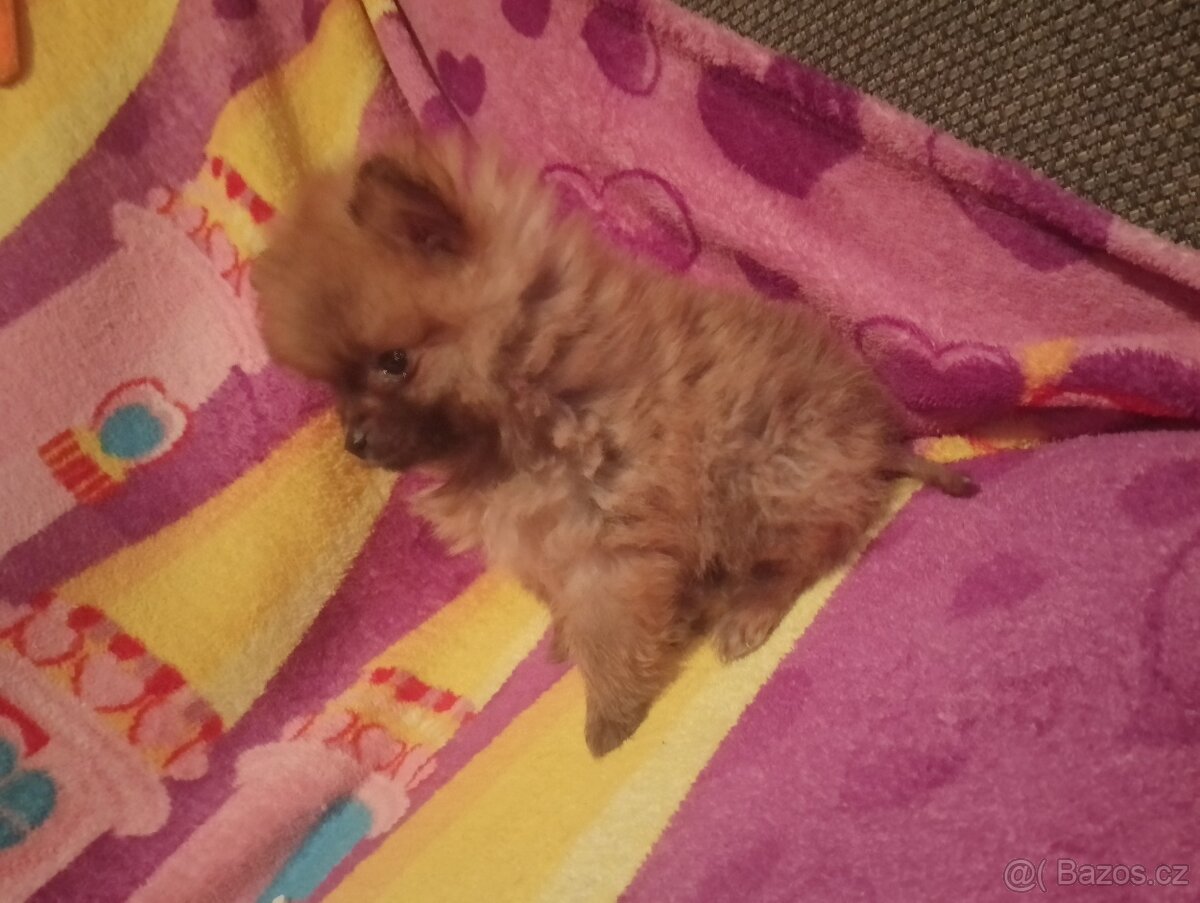 Pomeranian-špic