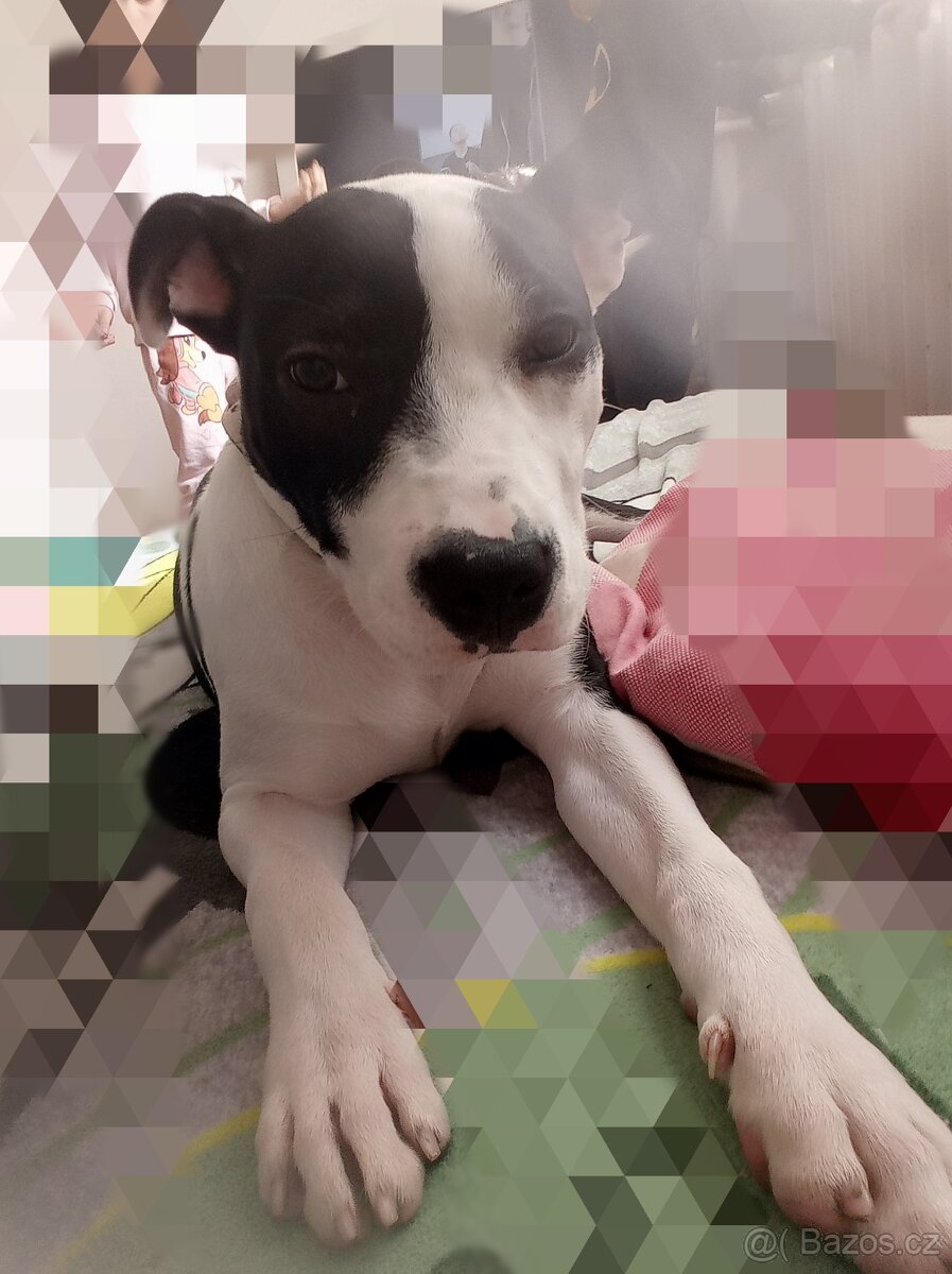 Prodám štěně