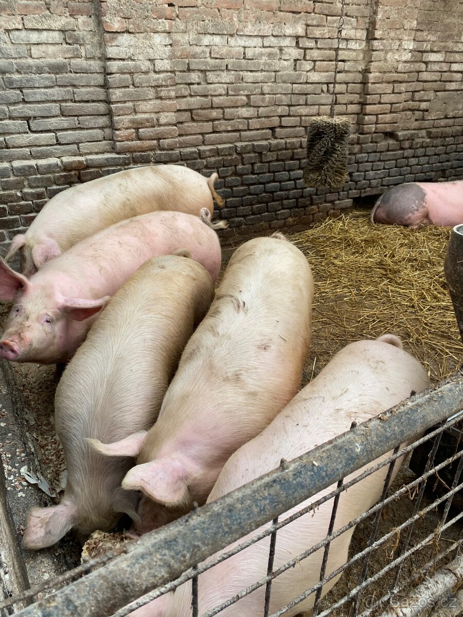Domácí chov vykrmených prasat