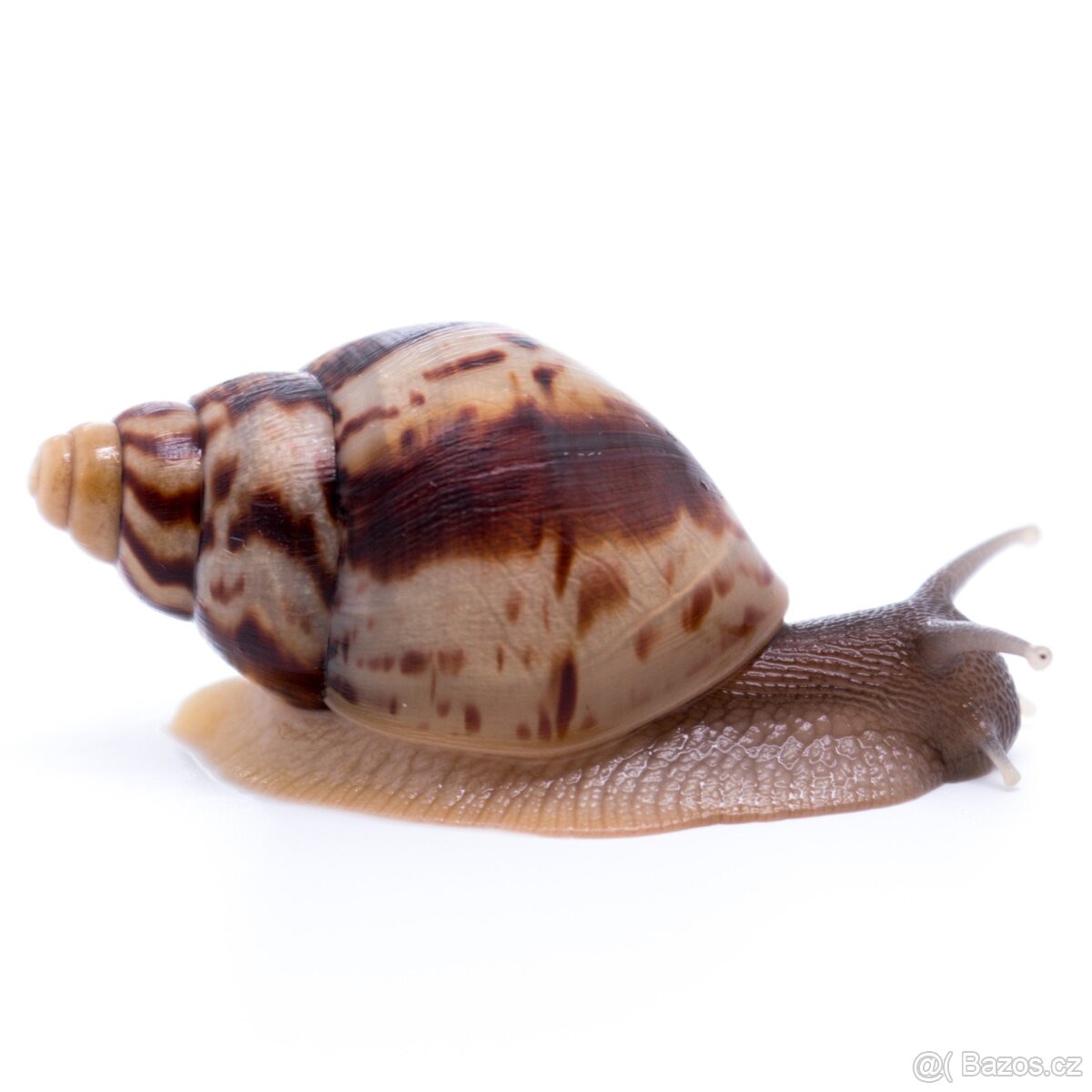 Lissachatina Reticulata