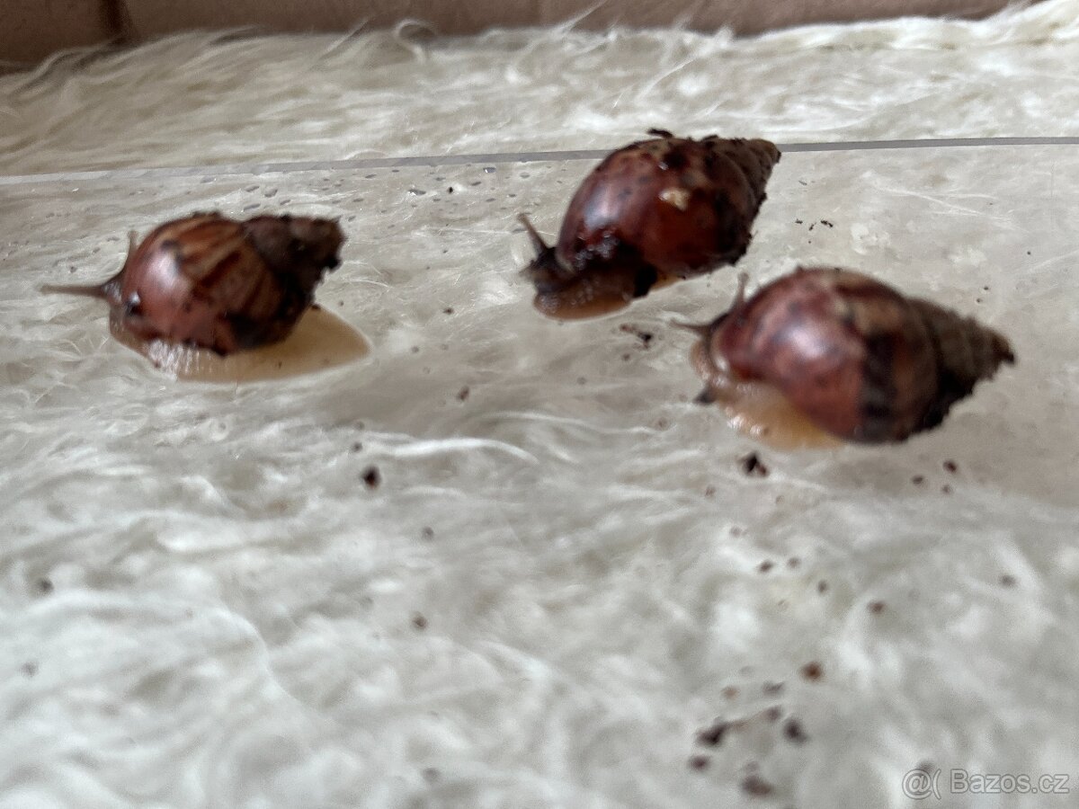 Šnečci Lissachatina Fulica-poslední 3ks