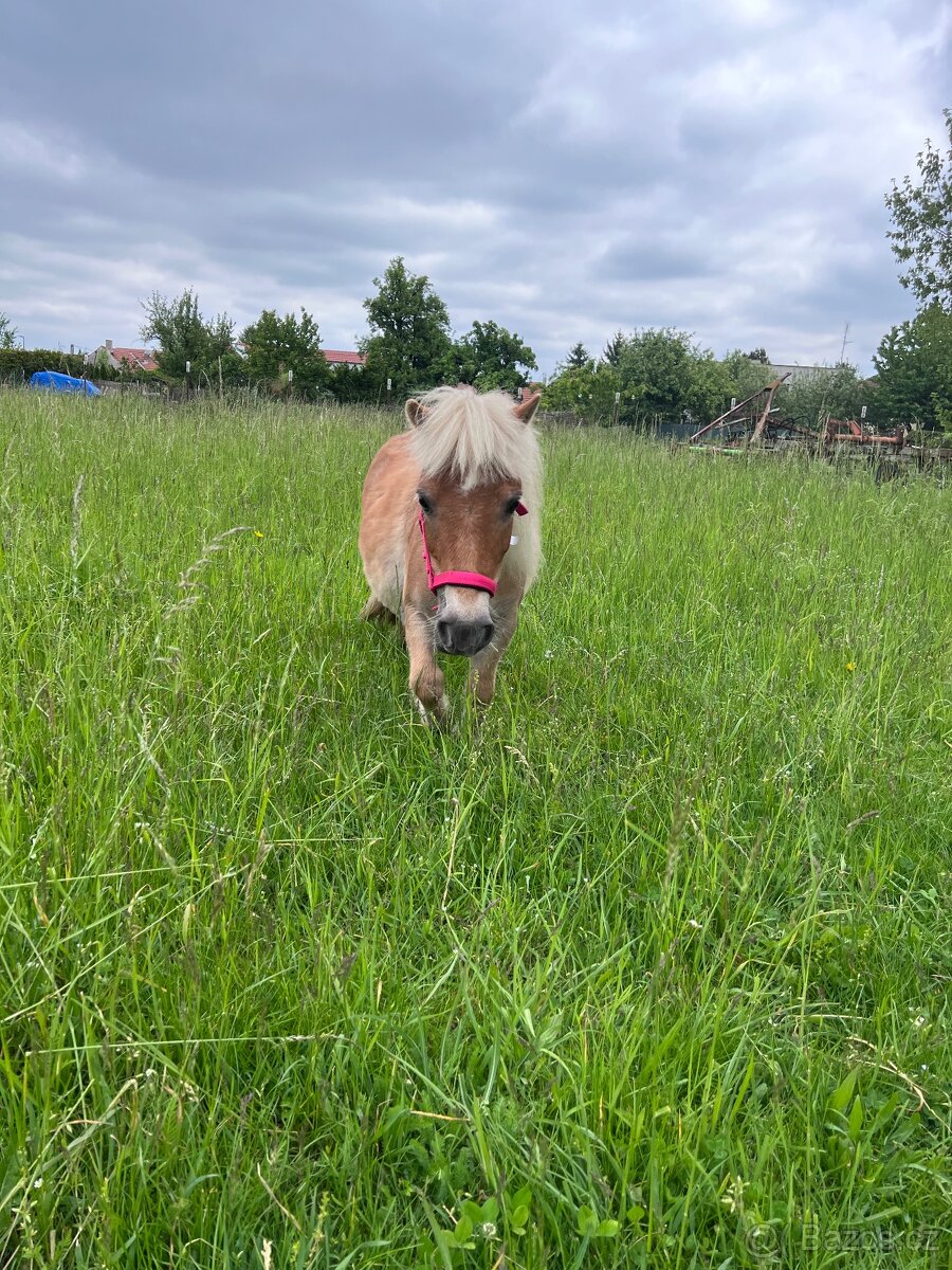Minihorse
