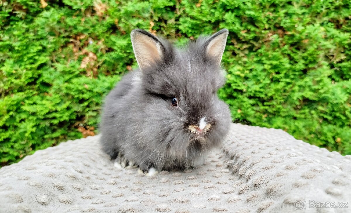 Zakrslý králík, králíček -(lvíček)-TOMMY