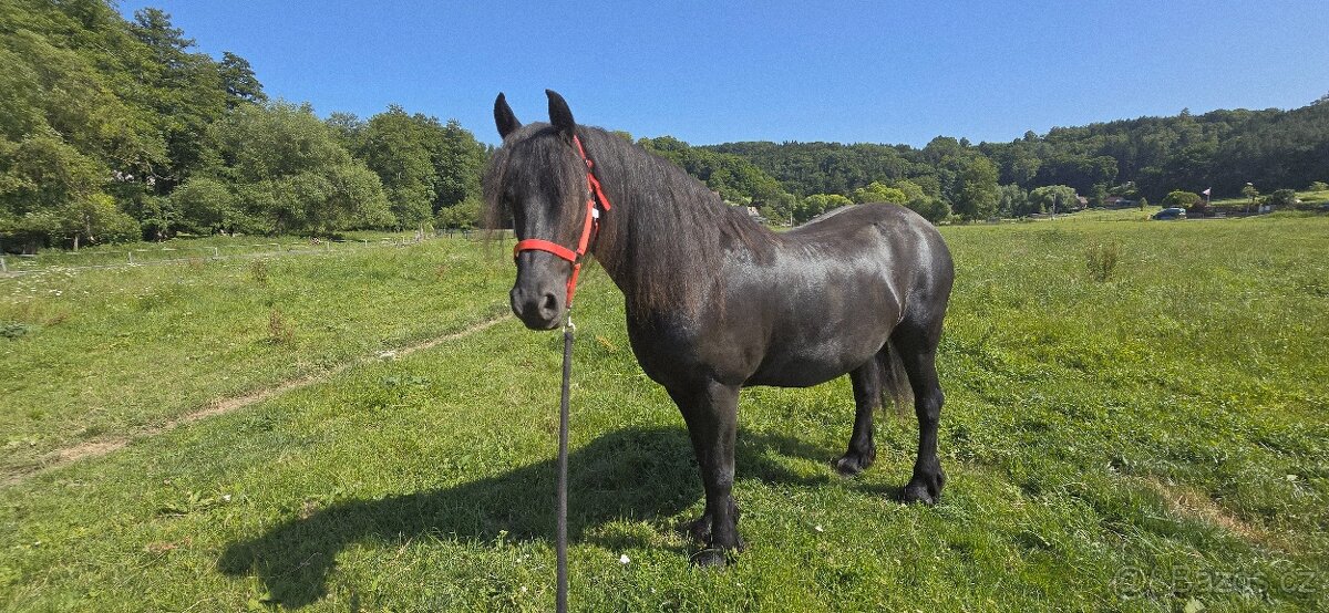 Fríská klisna, 14 let