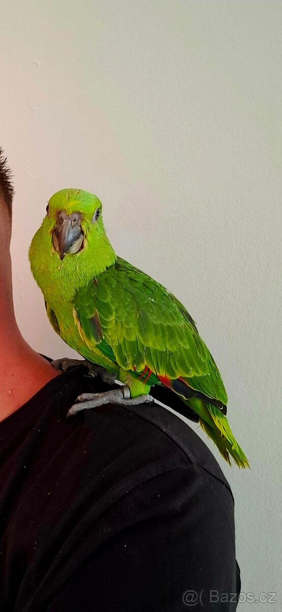 Amazona Auropalliata 2025
