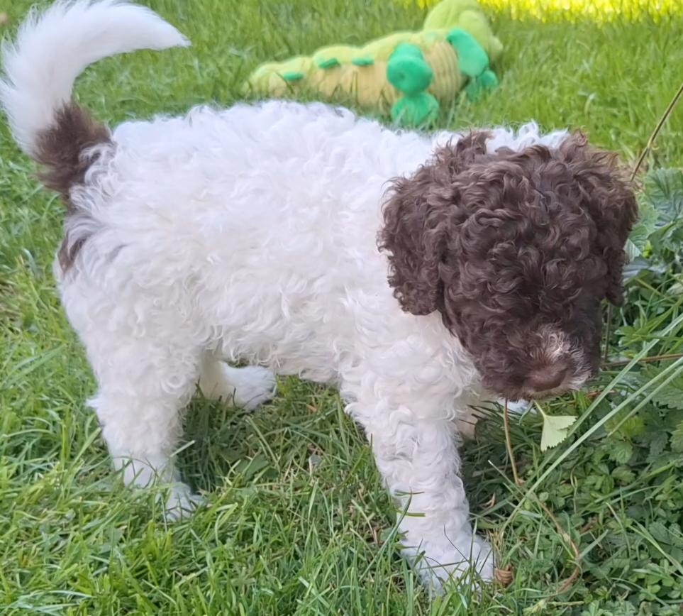 Lagotto romagnolo - pejsci s PP