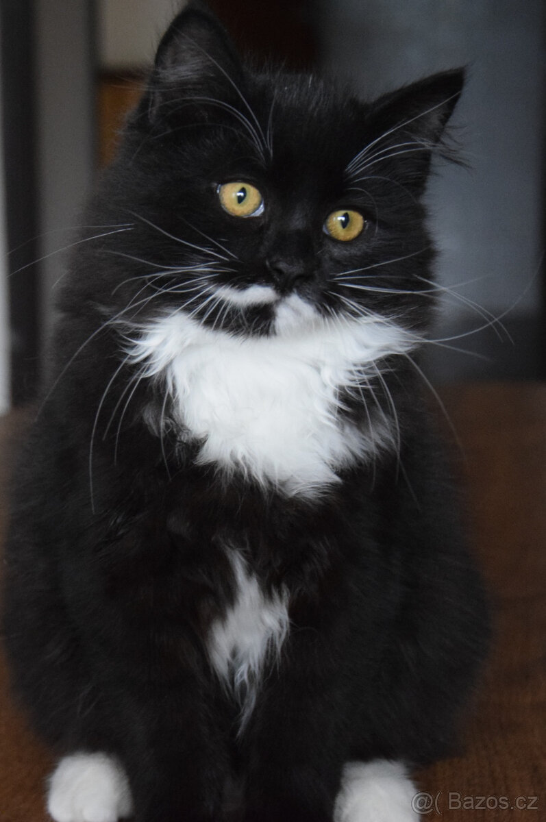 sibiřská kočka - koťata s PP