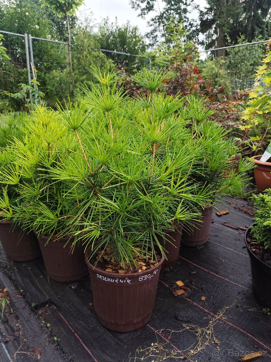 Pajehličník přeslenatý