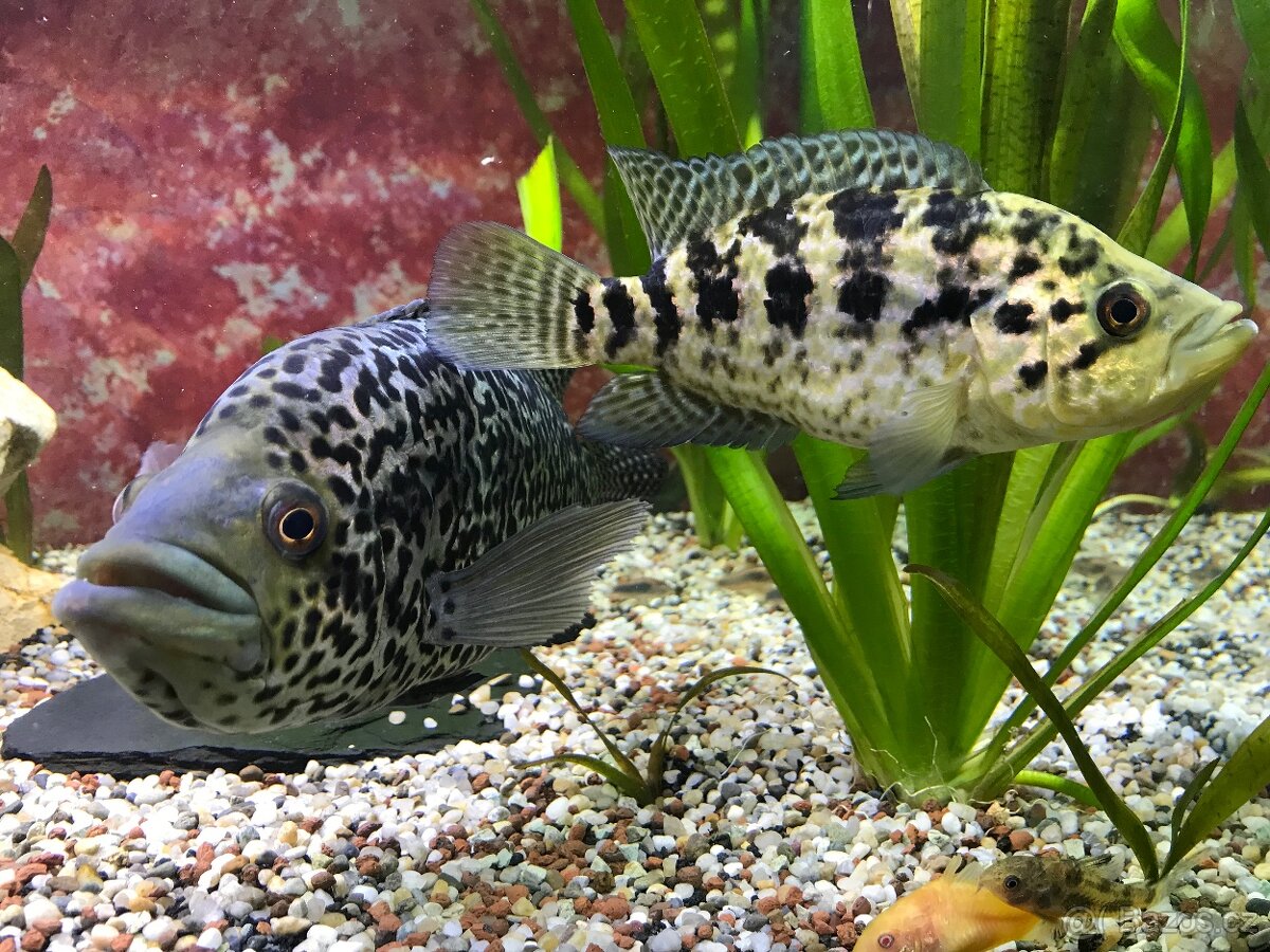 Kančík managujský /Parachromis managuensis chovný pár