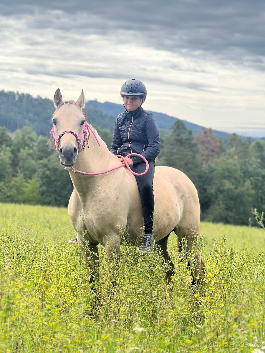 Prodám valacha pony