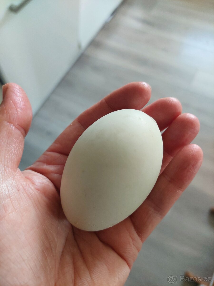 Násadová vejce indický běžec