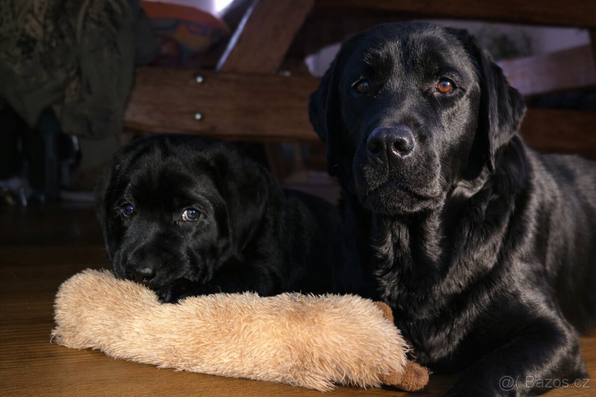 Štěňátko labradorského retrievra s PP