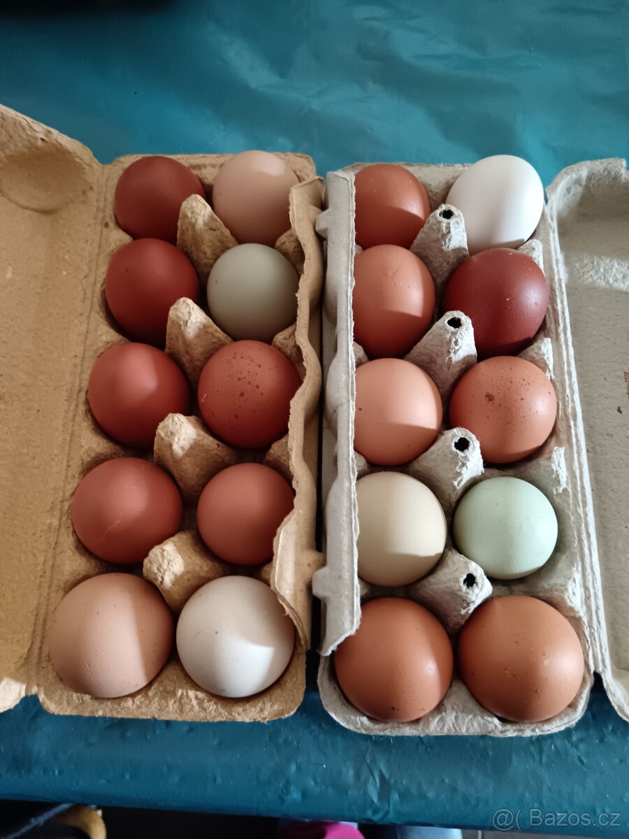 Prodej vajec