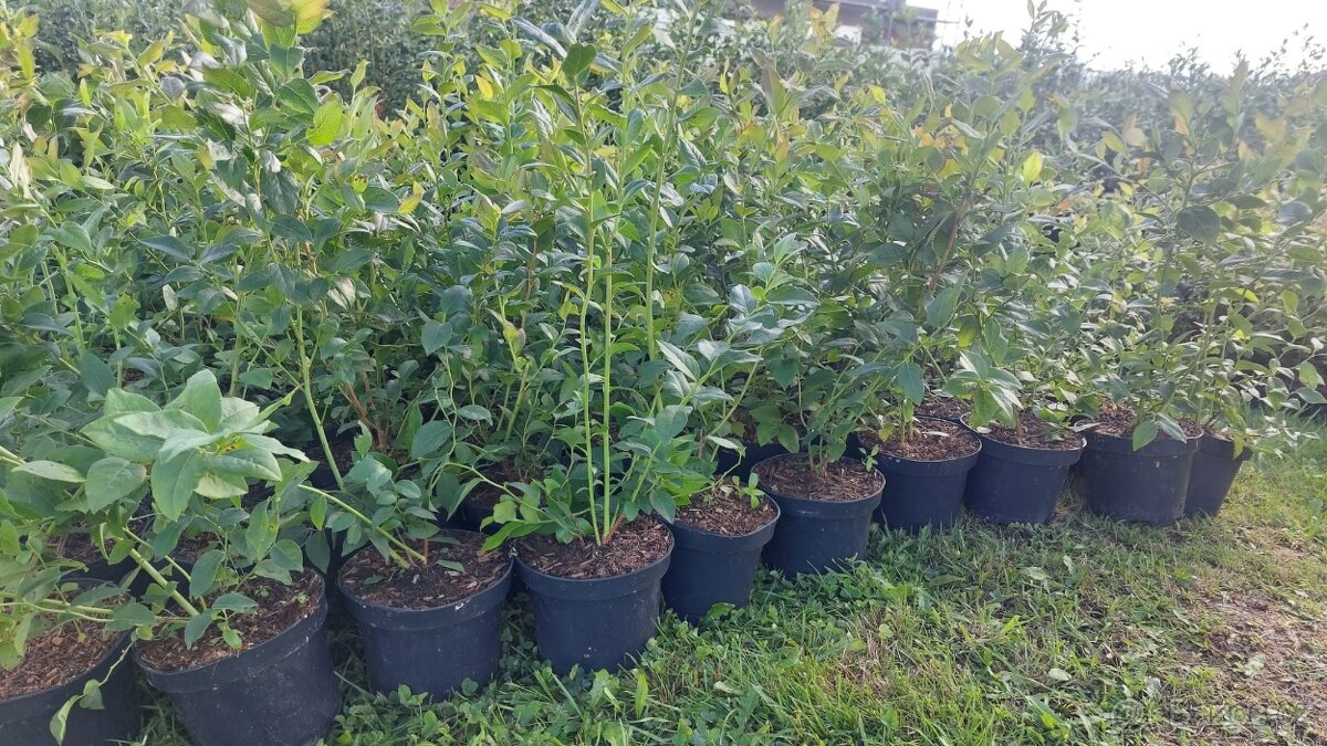 Borůvky DUKE 2leté