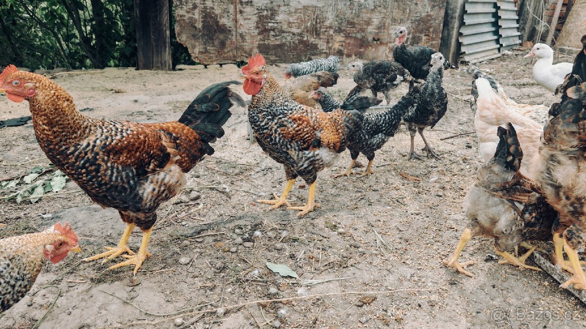 Mladí kohouti cream legbar/marans