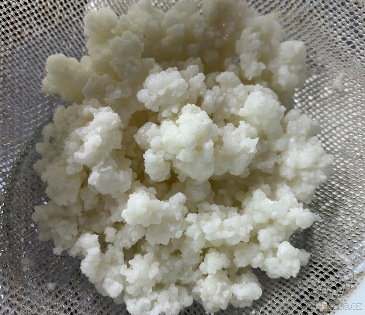 Tibetská houbička