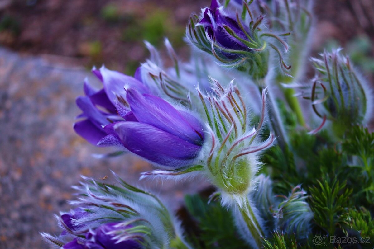 Koniklec- Pulsatilla fialový