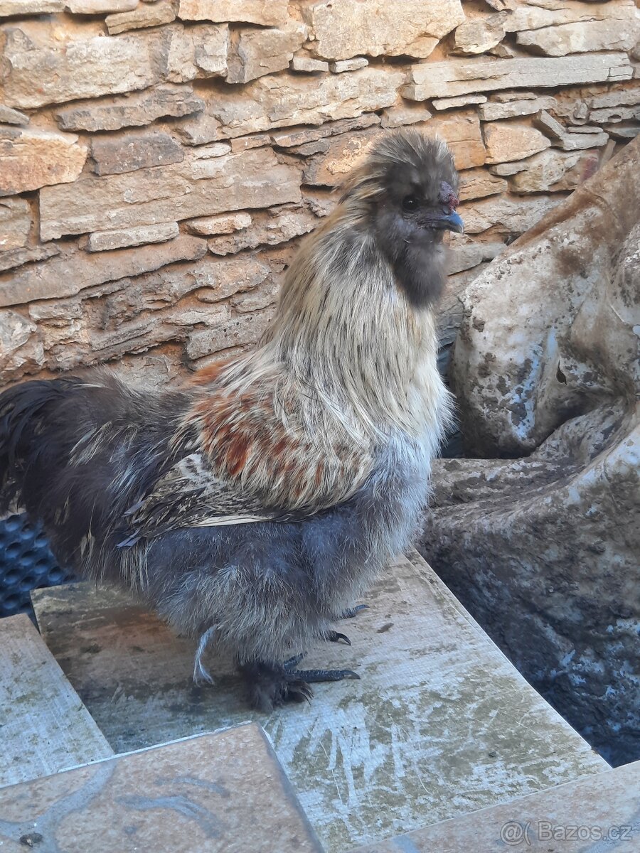 Kohout hedvábnička velká