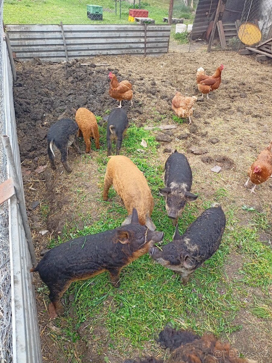 Prodám selata mangelice sviňky