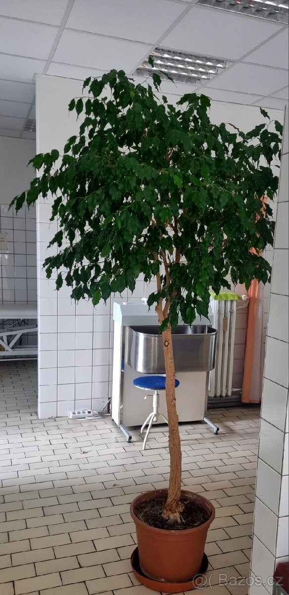 Fikus