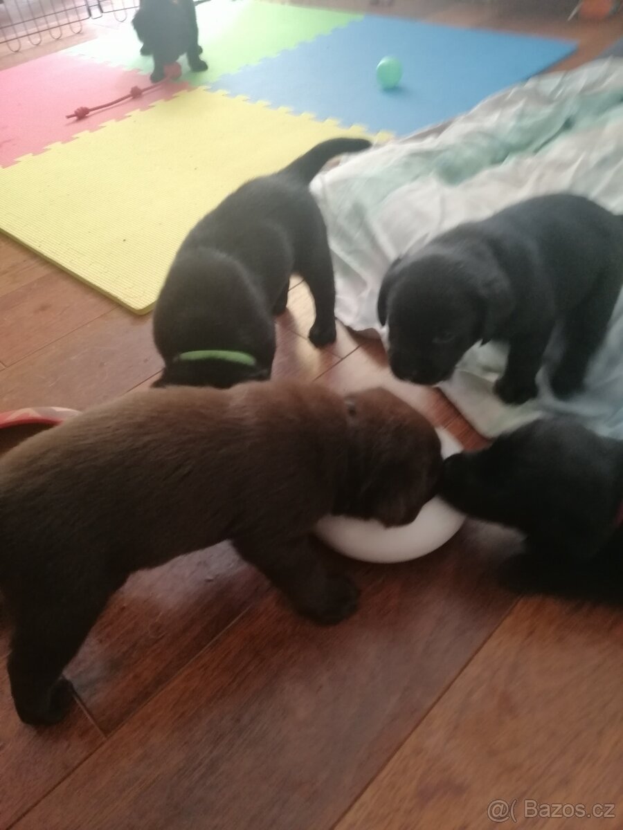Labradorský retrívr - štěňata
