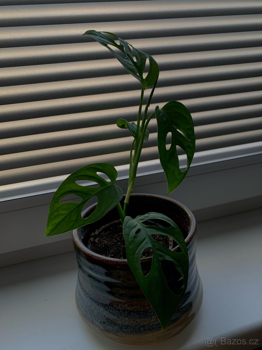 Monstera adansonii