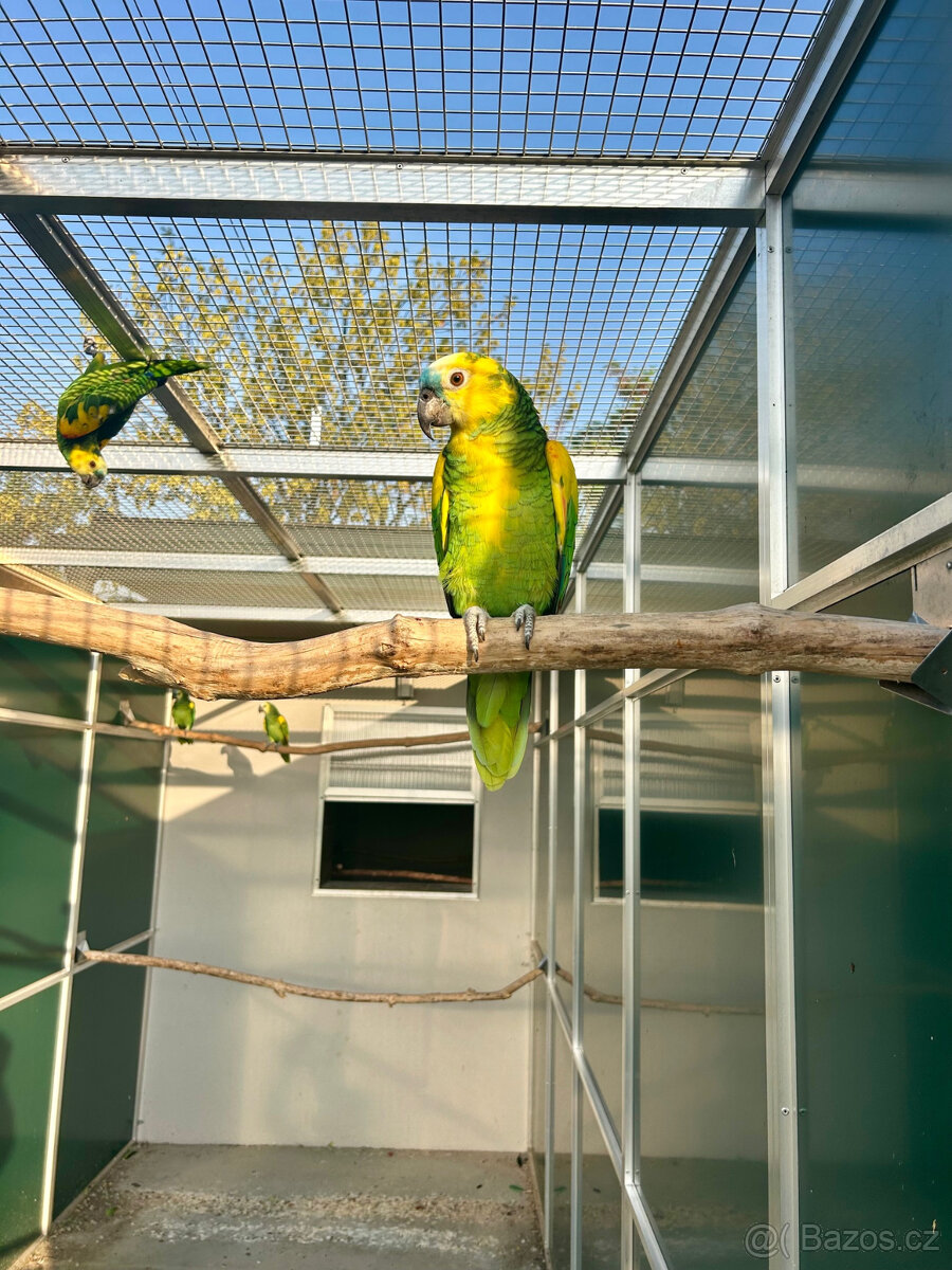 Amazoňan modročelý xanthopteryx