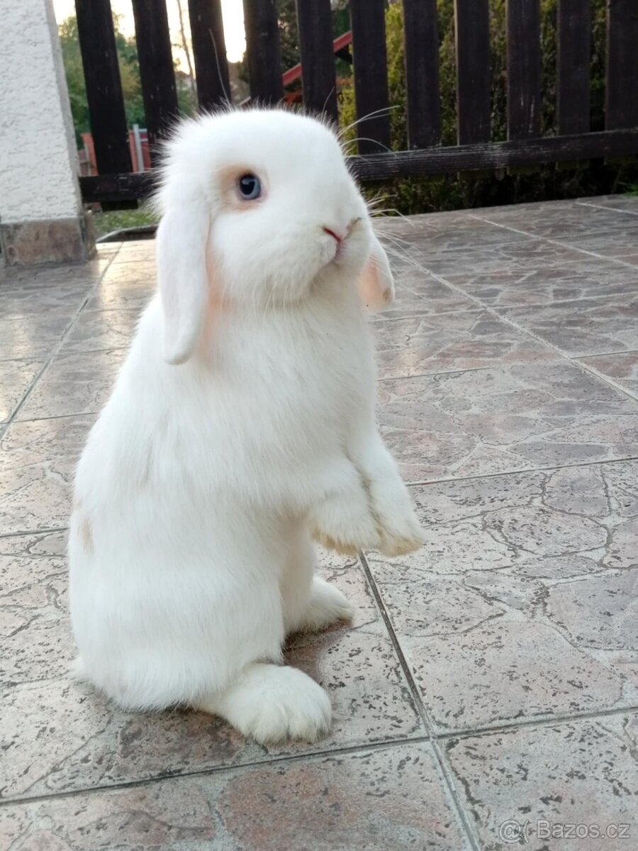 Volná samička - Anglický Zakrslý Beránek MiniLop🍑🧡🤍