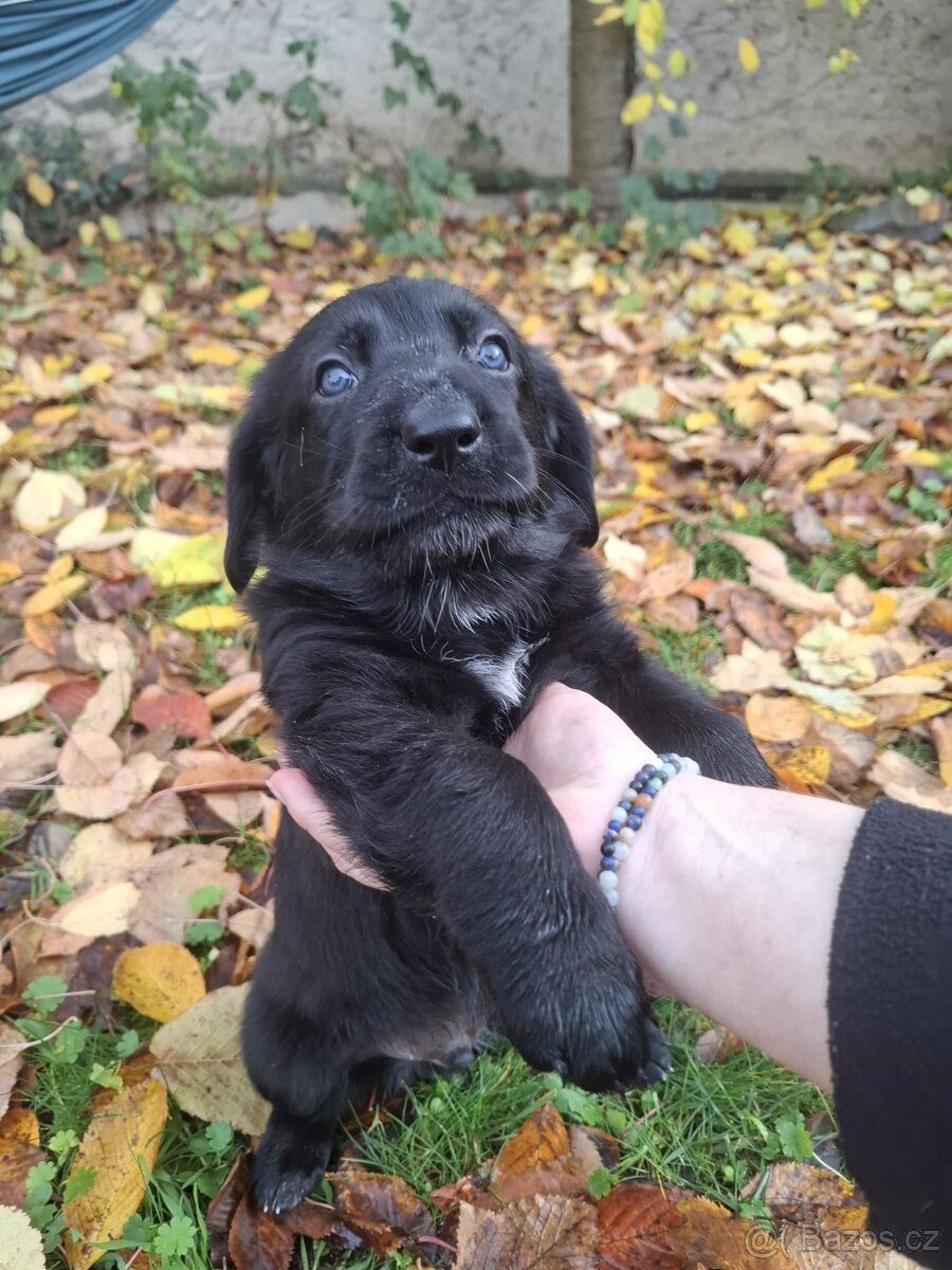 Šťěňata kříženců