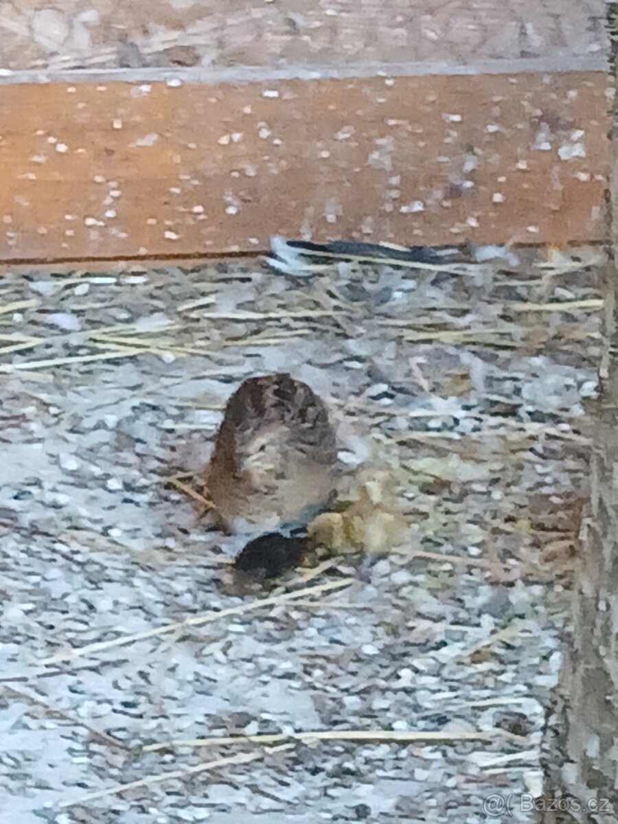 Korely, krepelky činske