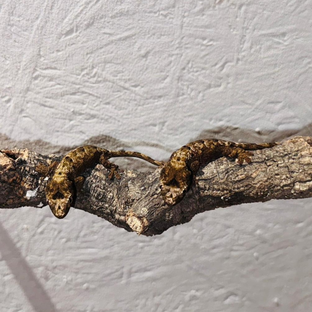 Mniarogekko chahoua red