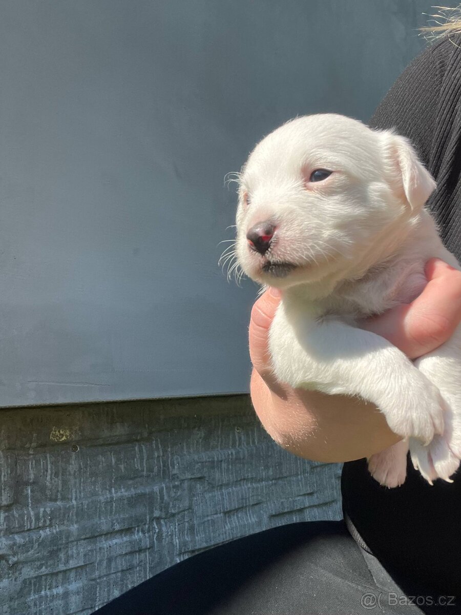 Prodám štěňata Jack Russel teriér
